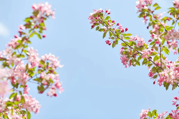 Den vackra blommande grenen — Stockfoto