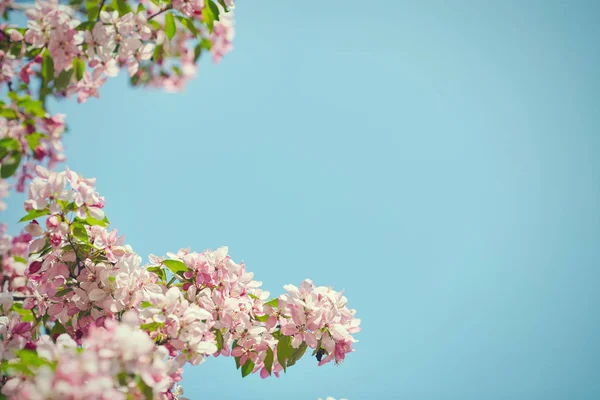 Il bellissimo ramo fiorito — Foto Stock