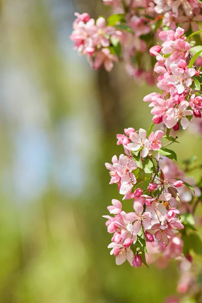 The beautiful blooming branch — Stock Photo, Image