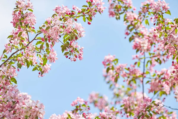 Den vackra blommande grenen — Stockfoto