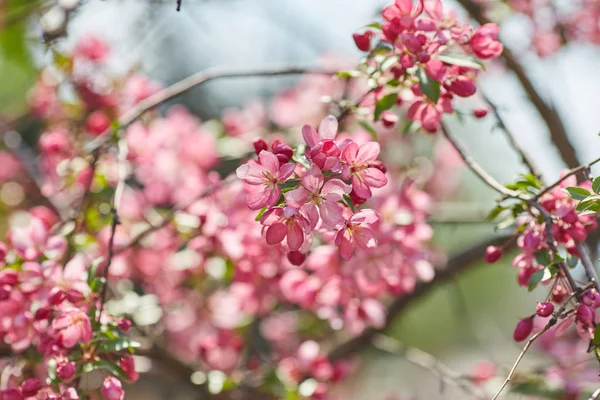 The beautiful blooming branch — Stock Photo, Image