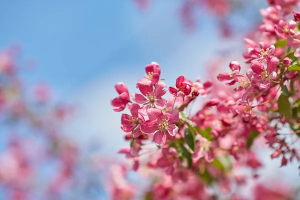 The beautiful blooming branch — Stock Photo, Image