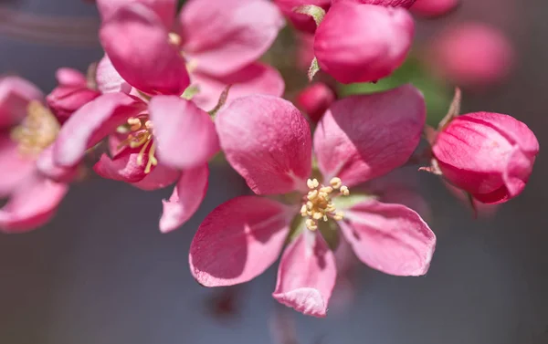 Spring flowering cherry, pink flowers close-up — Stock Photo, Image