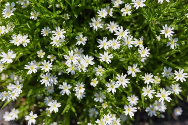 Vita blommor med gröna stjälkar — Stockfoto