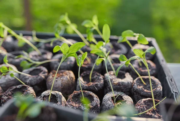 Nieuwe begin voorjaar spruiten — Stockfoto