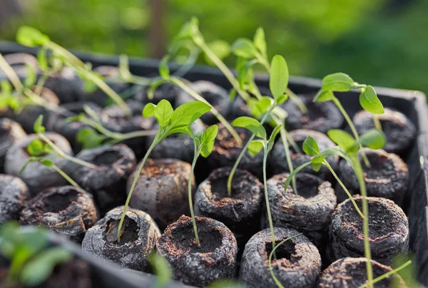 Germogli primavera nuovo inizio — Foto Stock