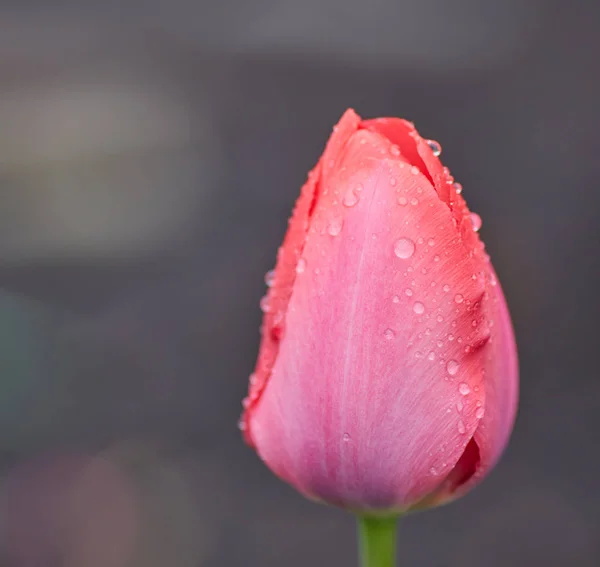 Fleurs de tulipes en gros plan — Photo