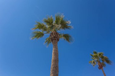 Palmiyeli güzel tropikal gün batımı