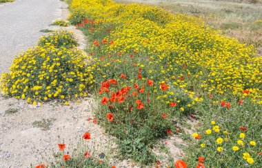renkli Mısır haşhaş