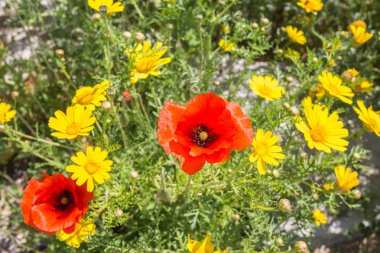 renkli Mısır haşhaş