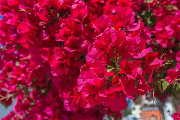 Delonix Regia flowers. tropical flame tree — Stock Photo, Image