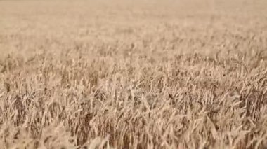 Kansas buğday alan haddeleme.