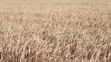 Kansas buğday alan haddeleme.