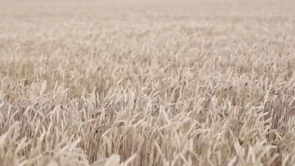 Rolling Kansas campo di grano . — Video Stock