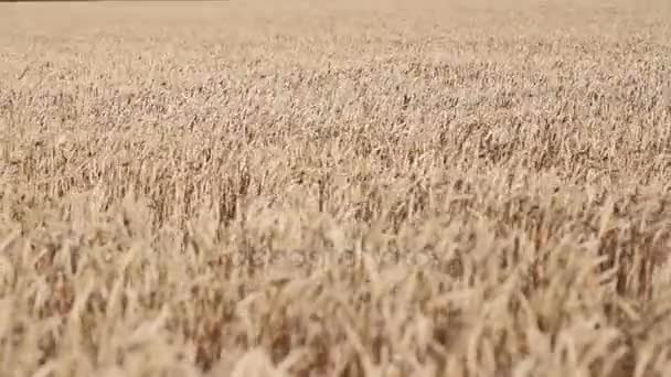 Rolling Kansas campo di grano . — Video Stock