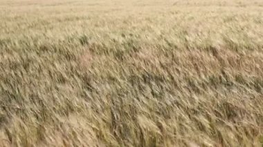 Kansas buğday alan haddeleme.