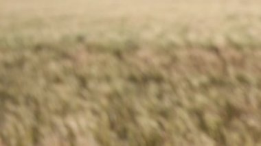 Kansas buğday alan haddeleme.