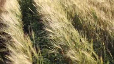 Kansas buğday alan haddeleme.