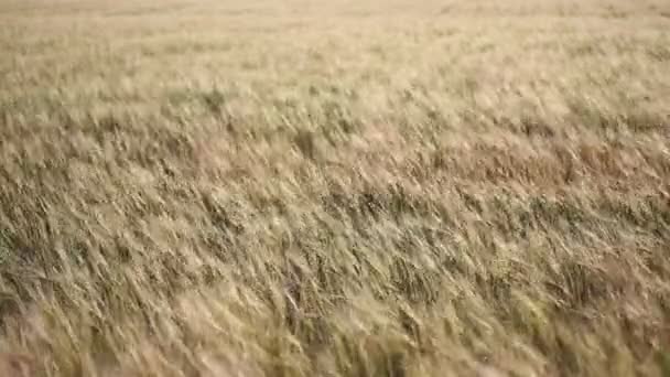 Toczenia pola pszenicy w Kansas. — Wideo stockowe