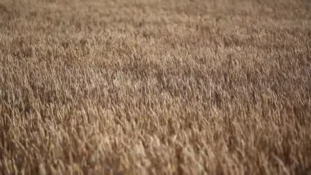 Rolling Kansas campo de trigo . — Vídeos de Stock