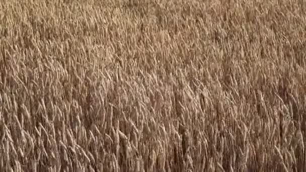 カンザス小麦のフィールドを圧延. — ストック動画
