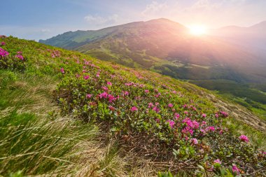 sihirli pembe ormangülü çiçek Dağları.