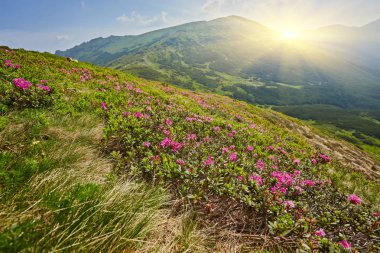 sihirli pembe ormangülü çiçek Dağları.