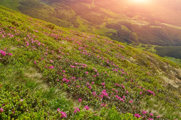 Flores mágicas de rododendro rosa en las montañas . — Foto de Stock