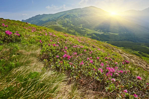 sihirli pembe ormangülü çiçek Dağları.