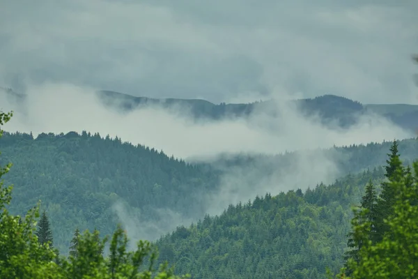 Forest in the mountains — Stock Photo, Image