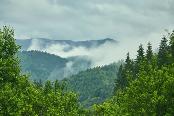 Forêt dans les montagnes — Photo