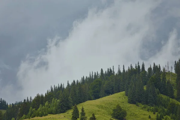 Skog i fjällen — Stockfoto