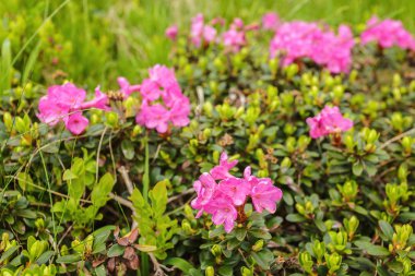 sihirli pembe ormangülü çiçek Dağları.