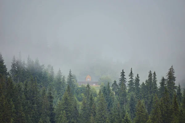 Forêt dans les montagnes — Photo