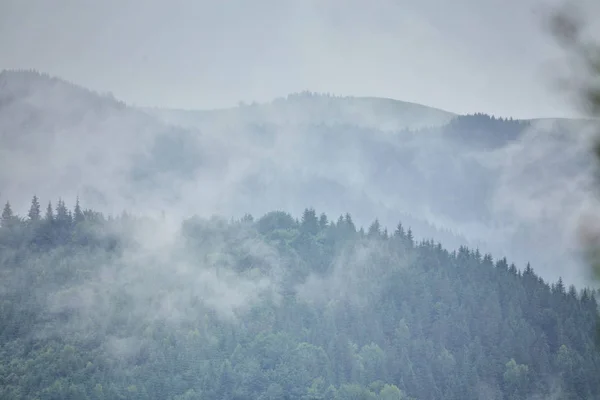 Erdő a hegyekben — Stock Fotó