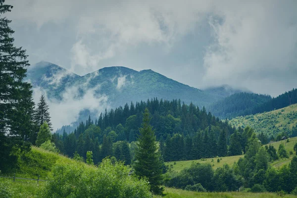 Ліс в горах — стокове фото