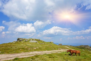 Atları yeşil eteklerinde