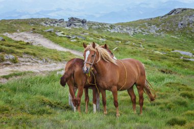 Çayır Ukrayna Karpat dağ vadisinde otlayan at.