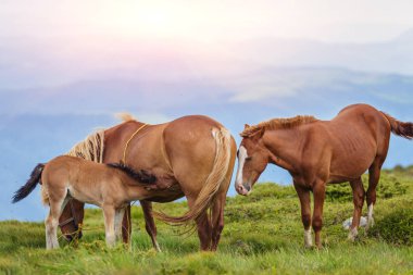 Atları yeşil eteklerinde