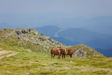Atları yeşil eteklerinde