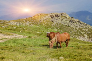 Çayır Ukrayna Karpat dağ vadisinde otlayan at.