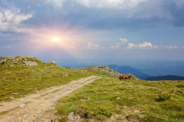 Atları yeşil eteklerinde
