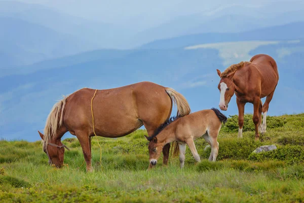Çayır Ukrayna Karpat dağ vadisinde otlayan at.