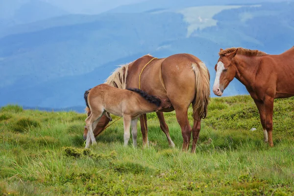 Çayır Ukrayna Karpat dağ vadisinde otlayan at.