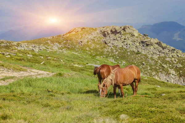 Çayır Ukrayna Karpat dağ vadisinde otlayan at.