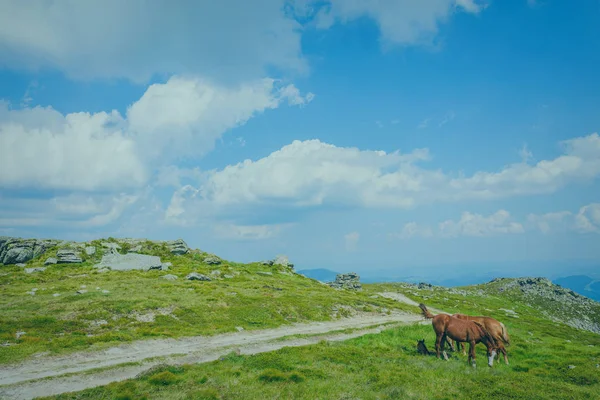 Atları yeşil eteklerinde