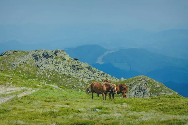 Çayır Ukrayna Karpat dağ vadisinde otlayan at.
