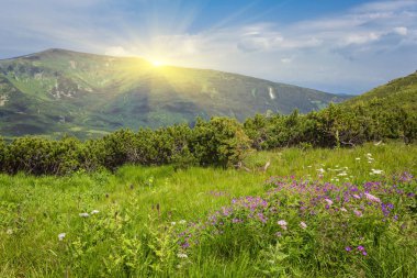 Alp alanları güzel bahar büyümek