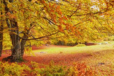 Manzara güzel fantezi orman ile altın bir Güz creek.