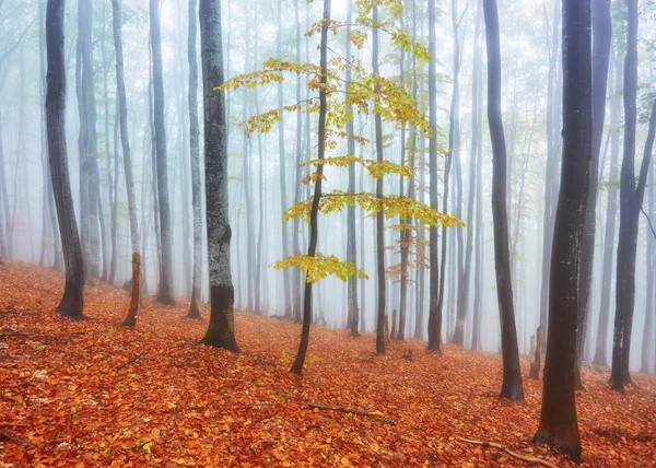 在有雾的木材的秋景 — 图库照片